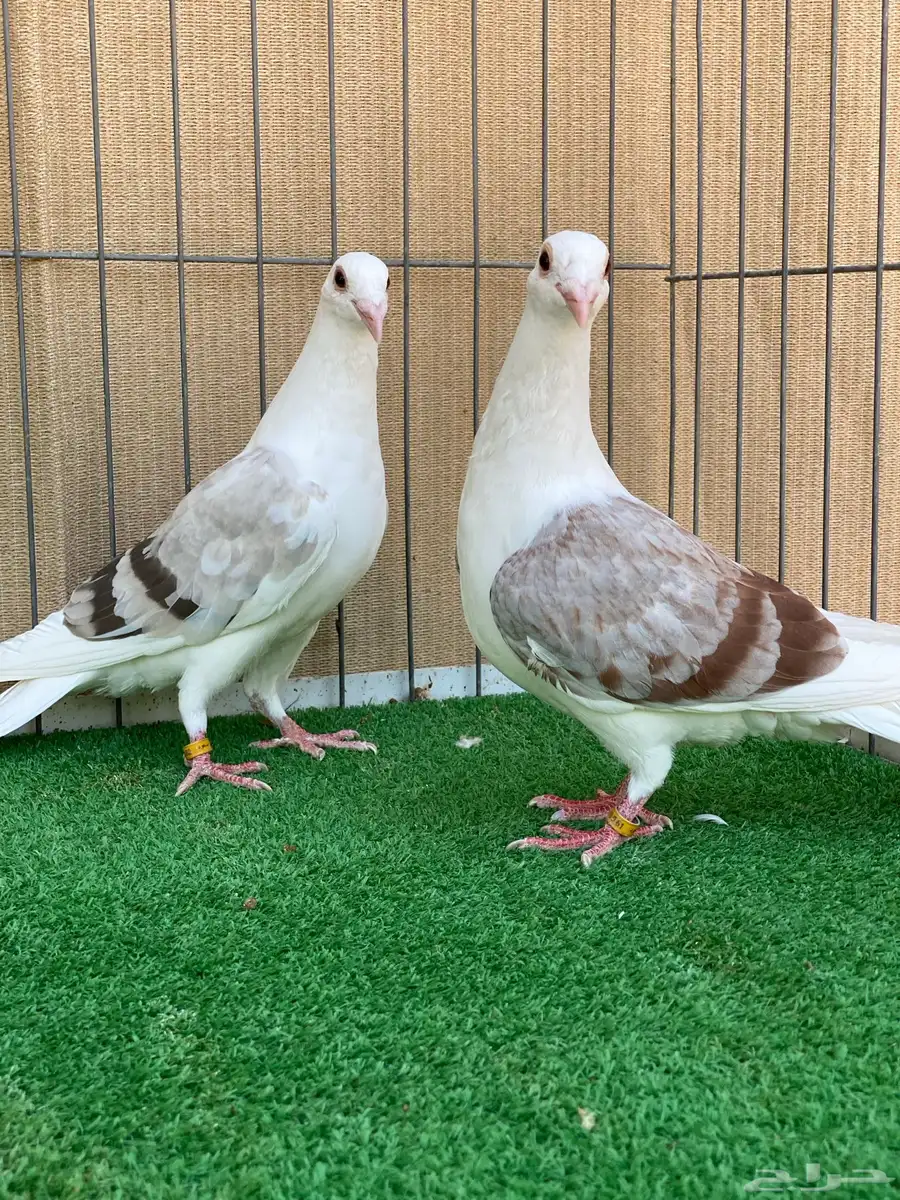زاجل 20