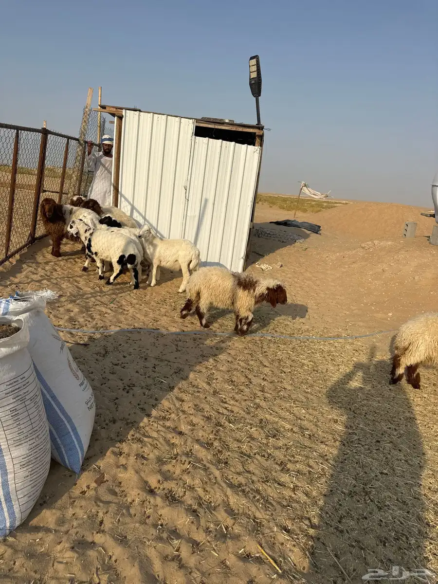 خرفان أربع شهور وما فوق فيها خمس شهور 1
