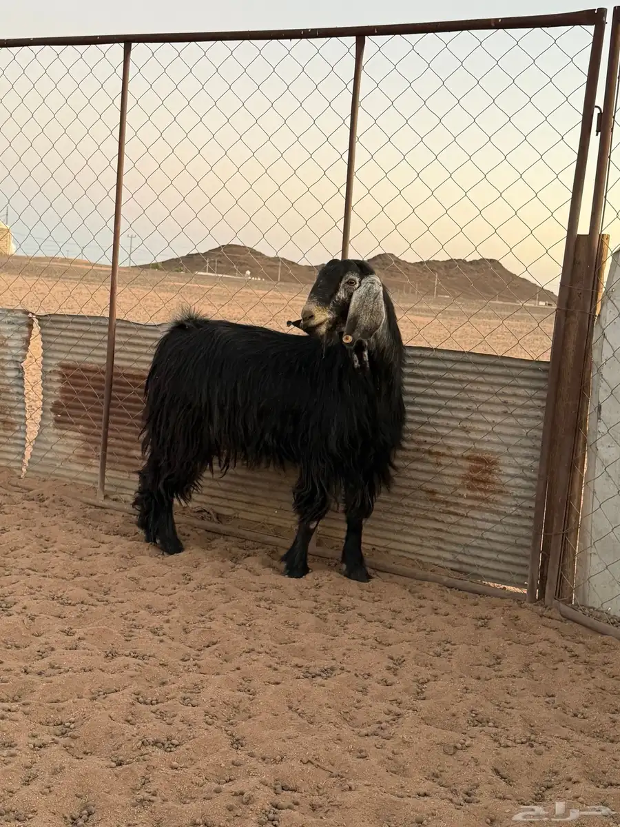 فحل عارضي مشروط 9