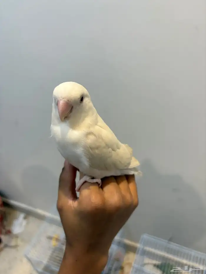 روز البف 1