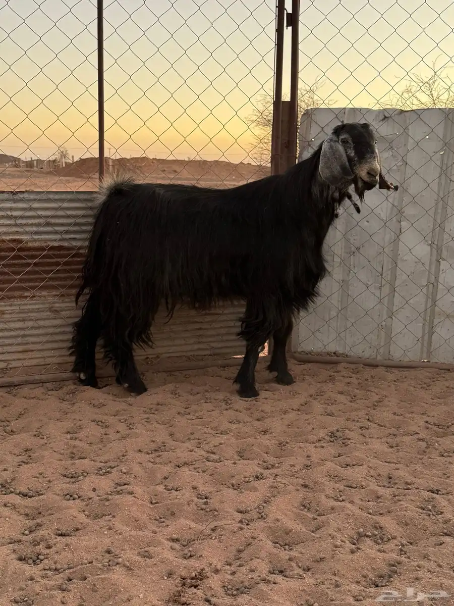 فحل عارضي مشروط 3