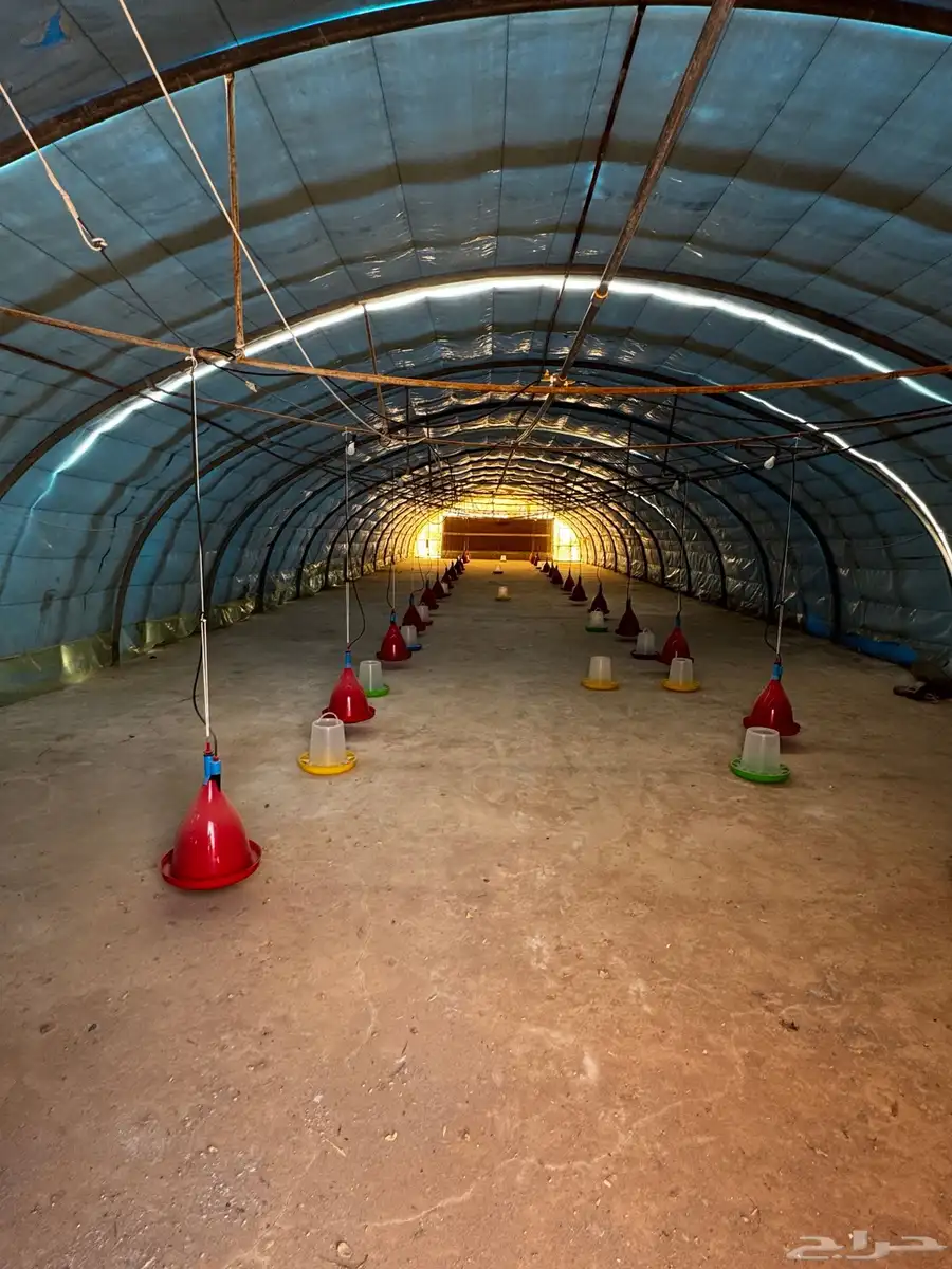 محمية دجاج 2