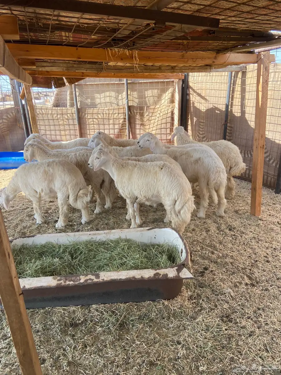 طليان حريه. ذبايح ضيوف وثلاجة مع ذبح وتوصيل. 3