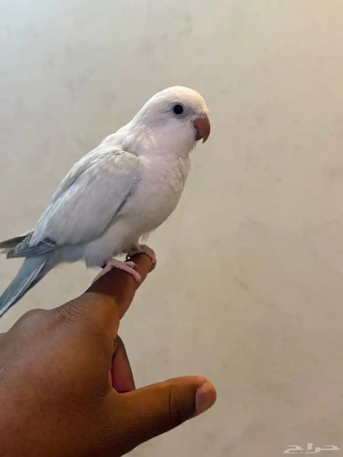 فرخ كويكر هدد (( تم البيع بل حد المطلوب )) 1