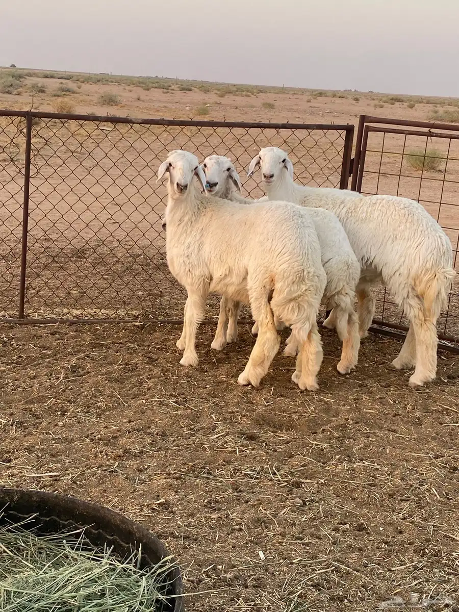 للبيع رخال 0