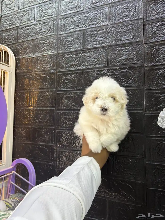 كلاب مالتيبو مني 4