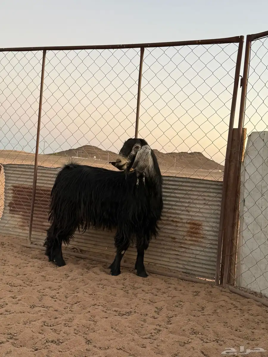 فحل عارضي مشروط 6