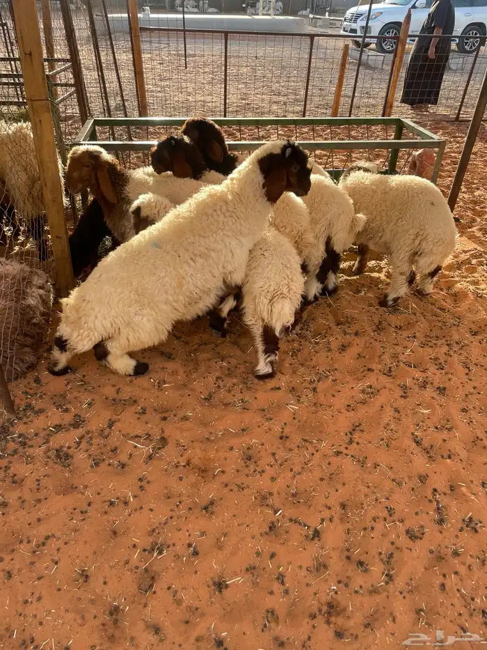 ذبايح ثلاجه ومفاطيح تقييم 100 زبون 7