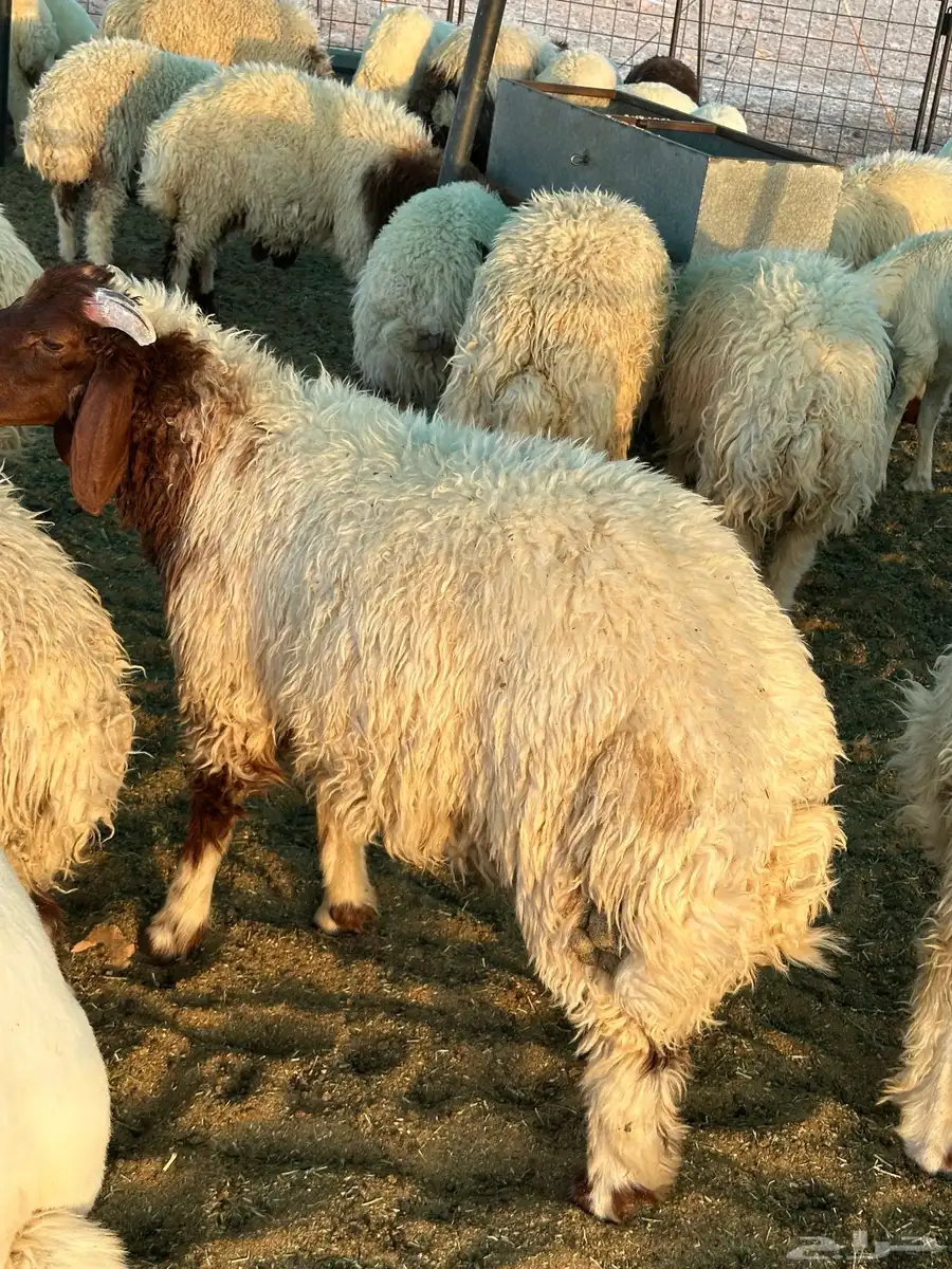 ذبايح نعيم طيبه الموقع ساجر 6