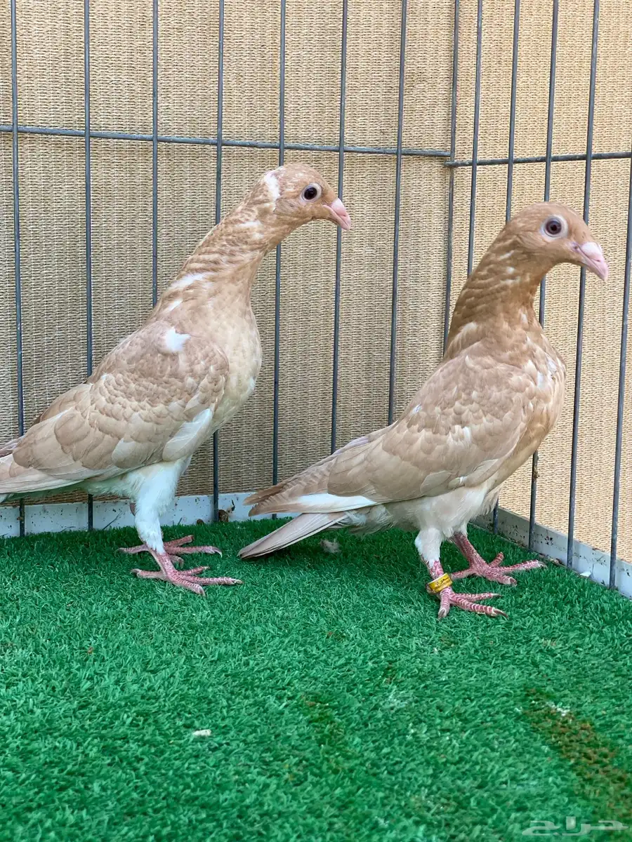 زاجل 2