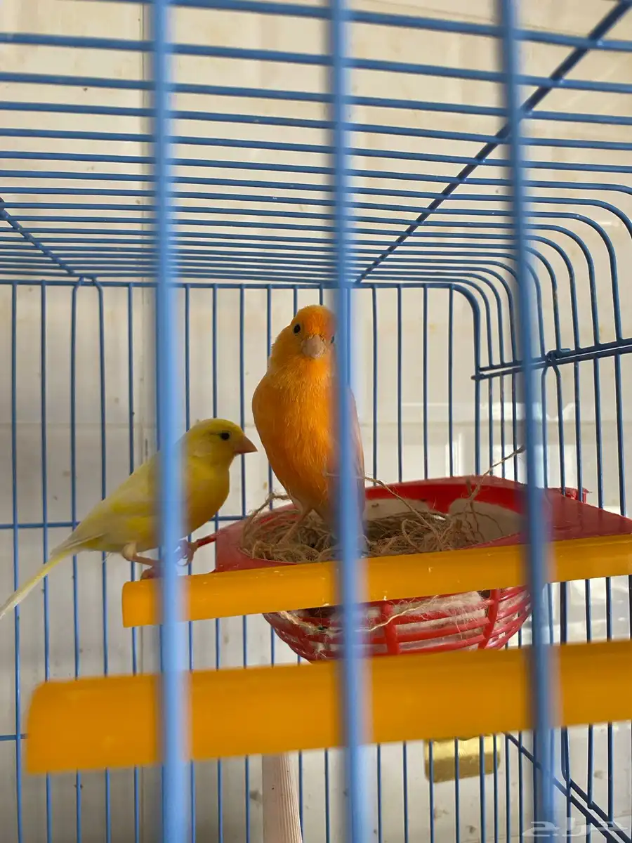 زوج كناري سوري منتج 4