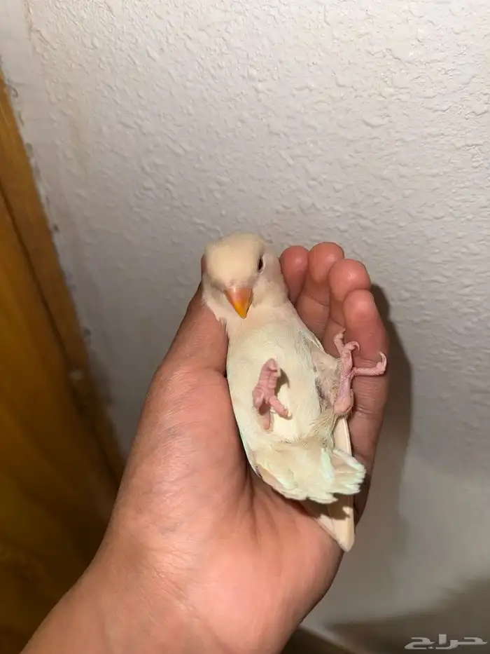 للبيع روز البينو عيون ححمر 1