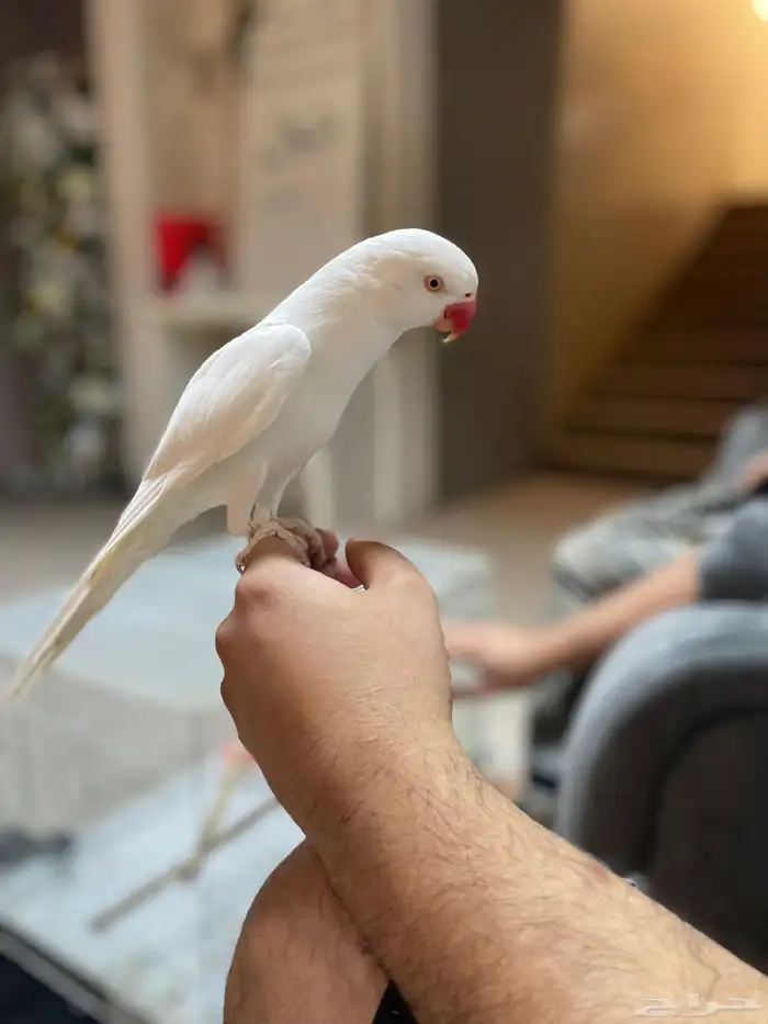 ذكر دره البينو 0