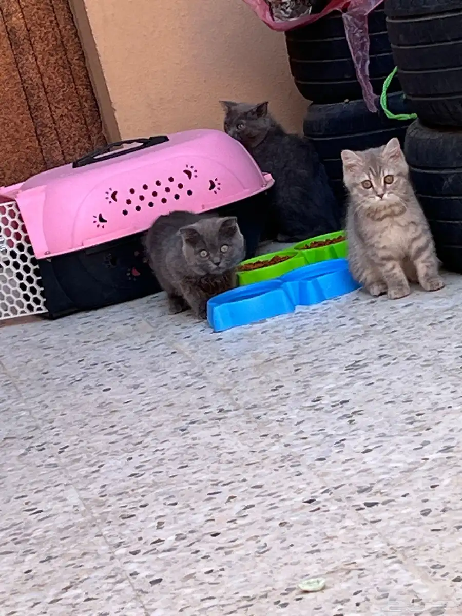 قطط سكوتش ثلاث مع امهن 0