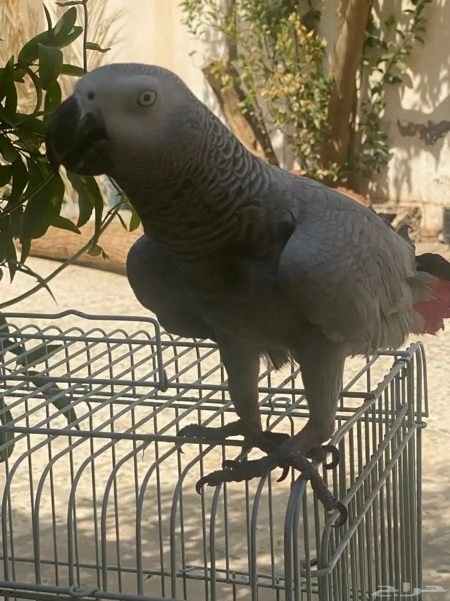 ببغاء كاسكو افريقي( انثى) 1