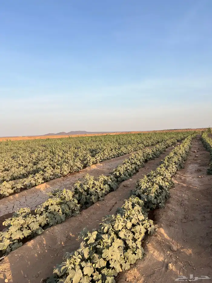 مزرعة كبيره فيها بيت مساحه 200الف صك اكتروني 11