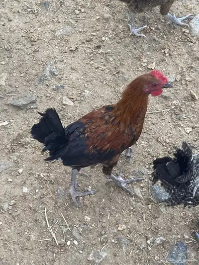 ديوك بلدي 2