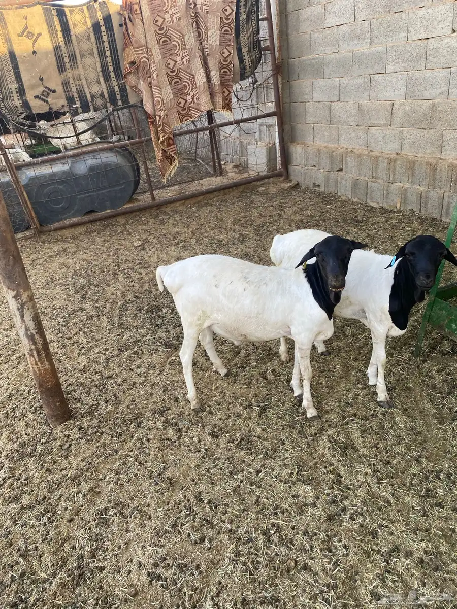 برابر ذبح خرفان 2