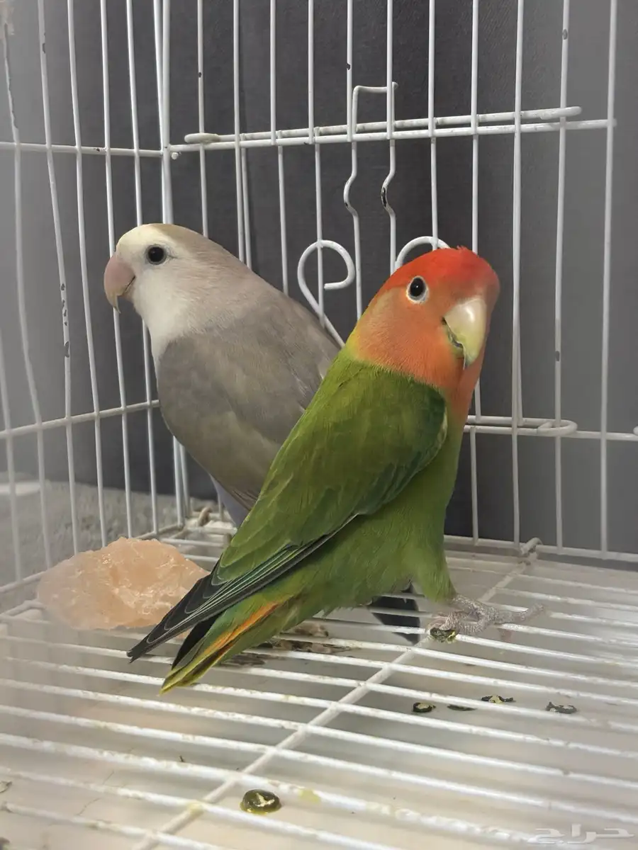 جوز روز مع بيضه وشرط الانتاج 1