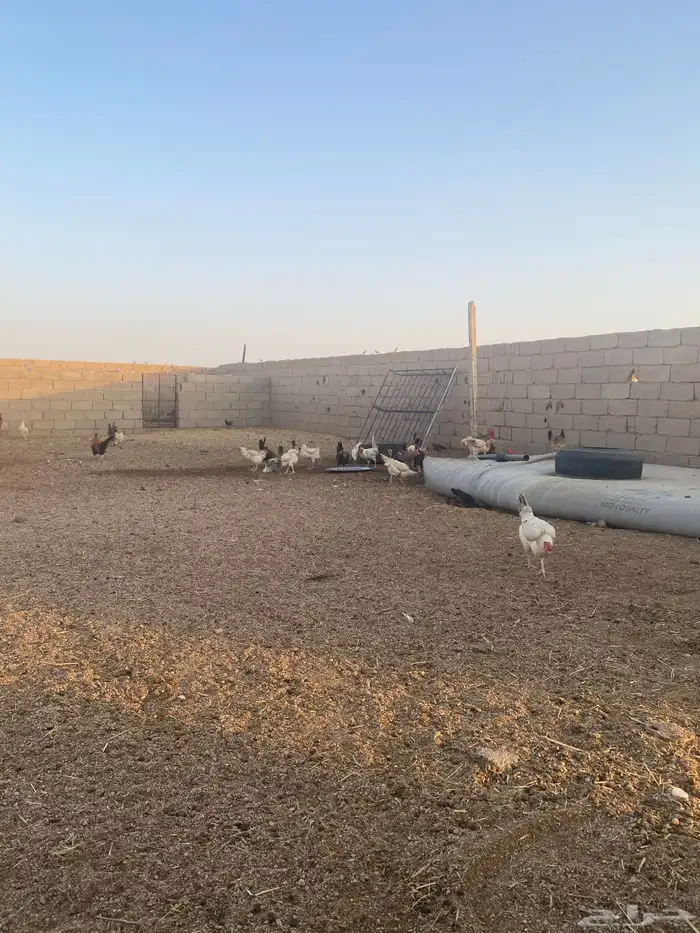 دجاج 1