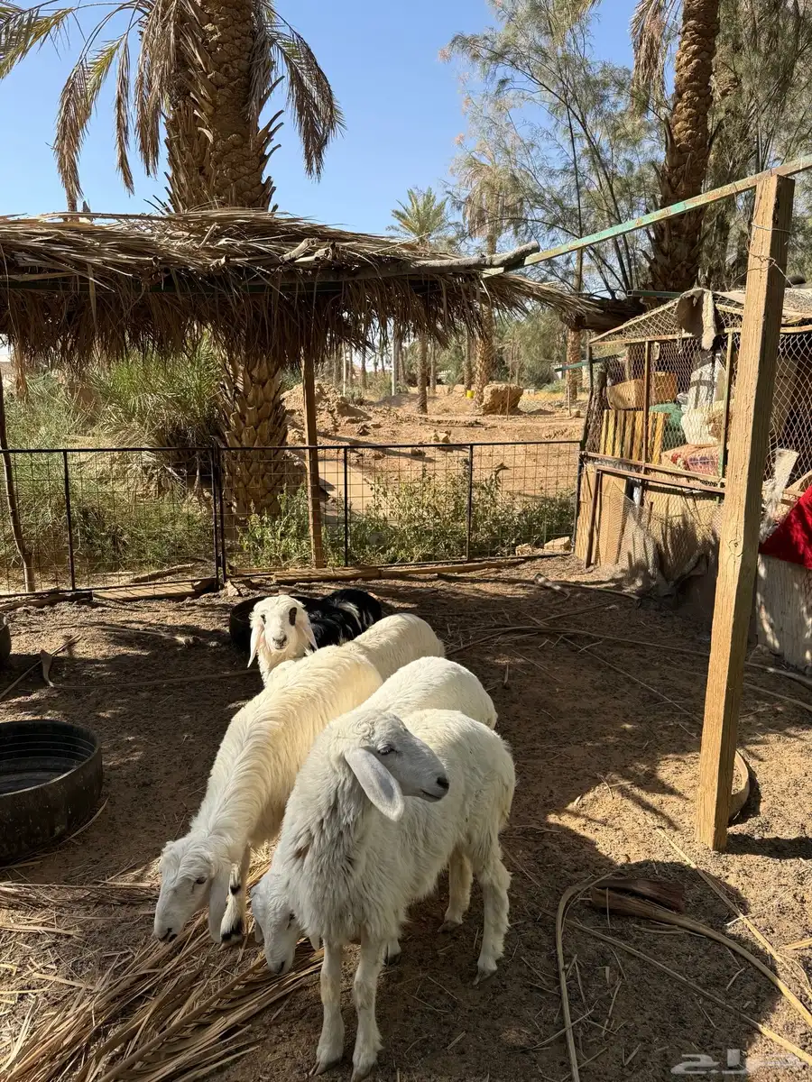 حريات 1