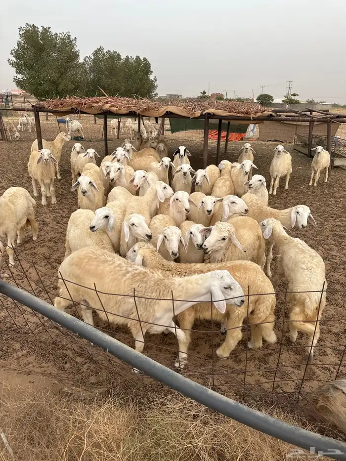 خرفان للبيع شرط 2
