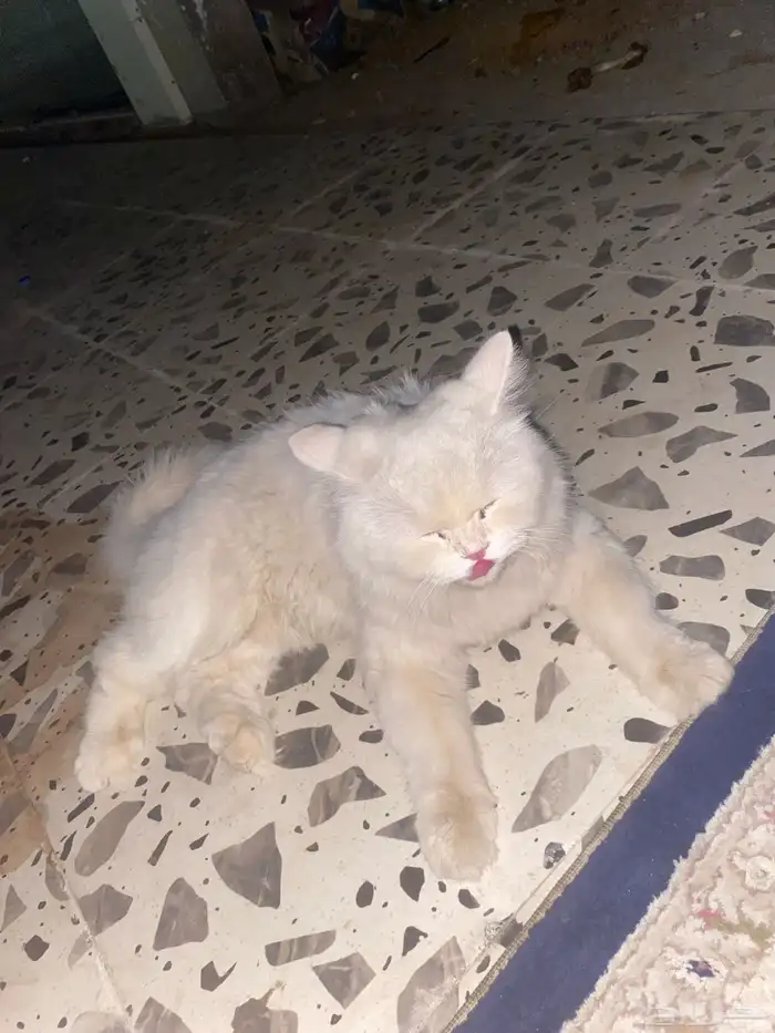 قطو أليف الموقع حي الجامعه 2