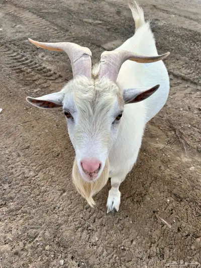 ماعز قزم 9