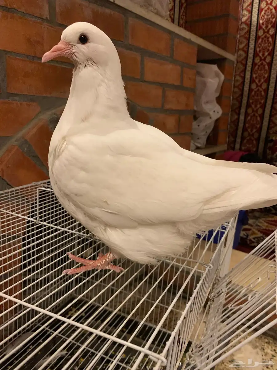 طبه فرش 20