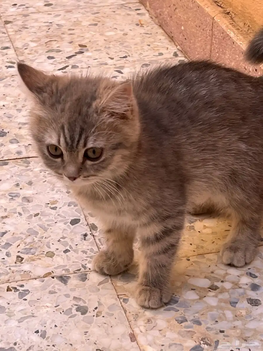 قطط سكوتش ثلاث مع امهن 5