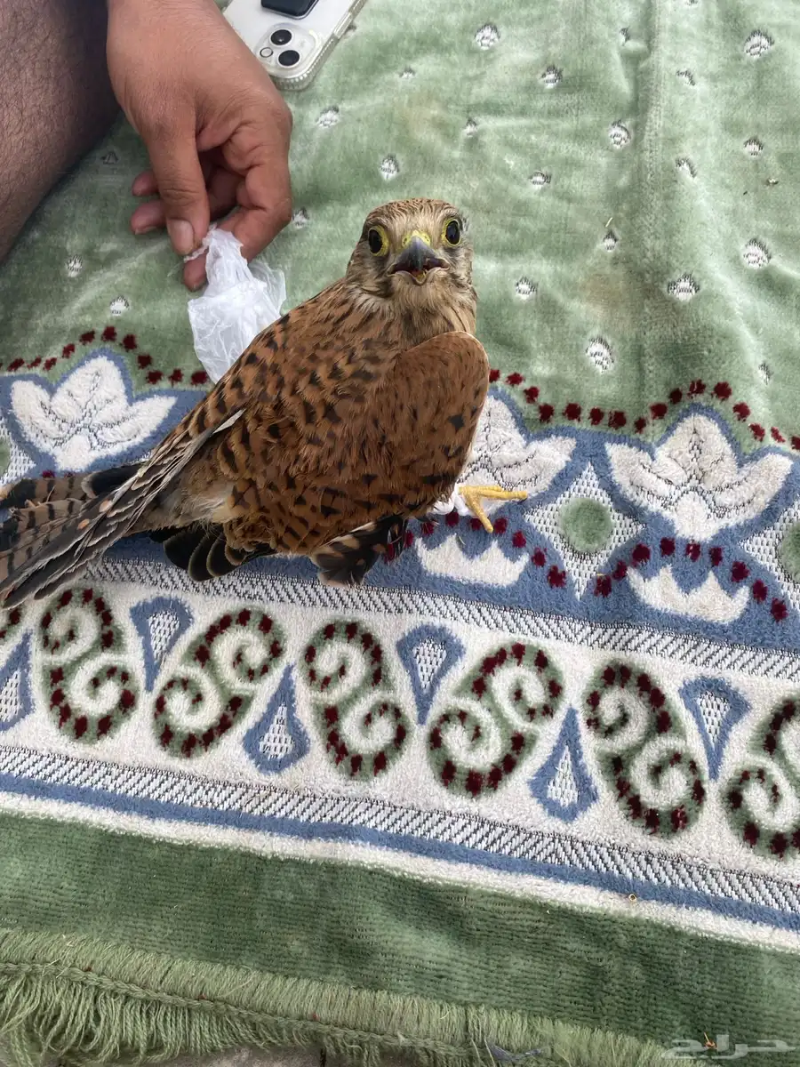للبيع 1