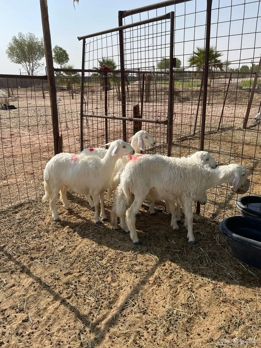 رخال للبيع حريات 6