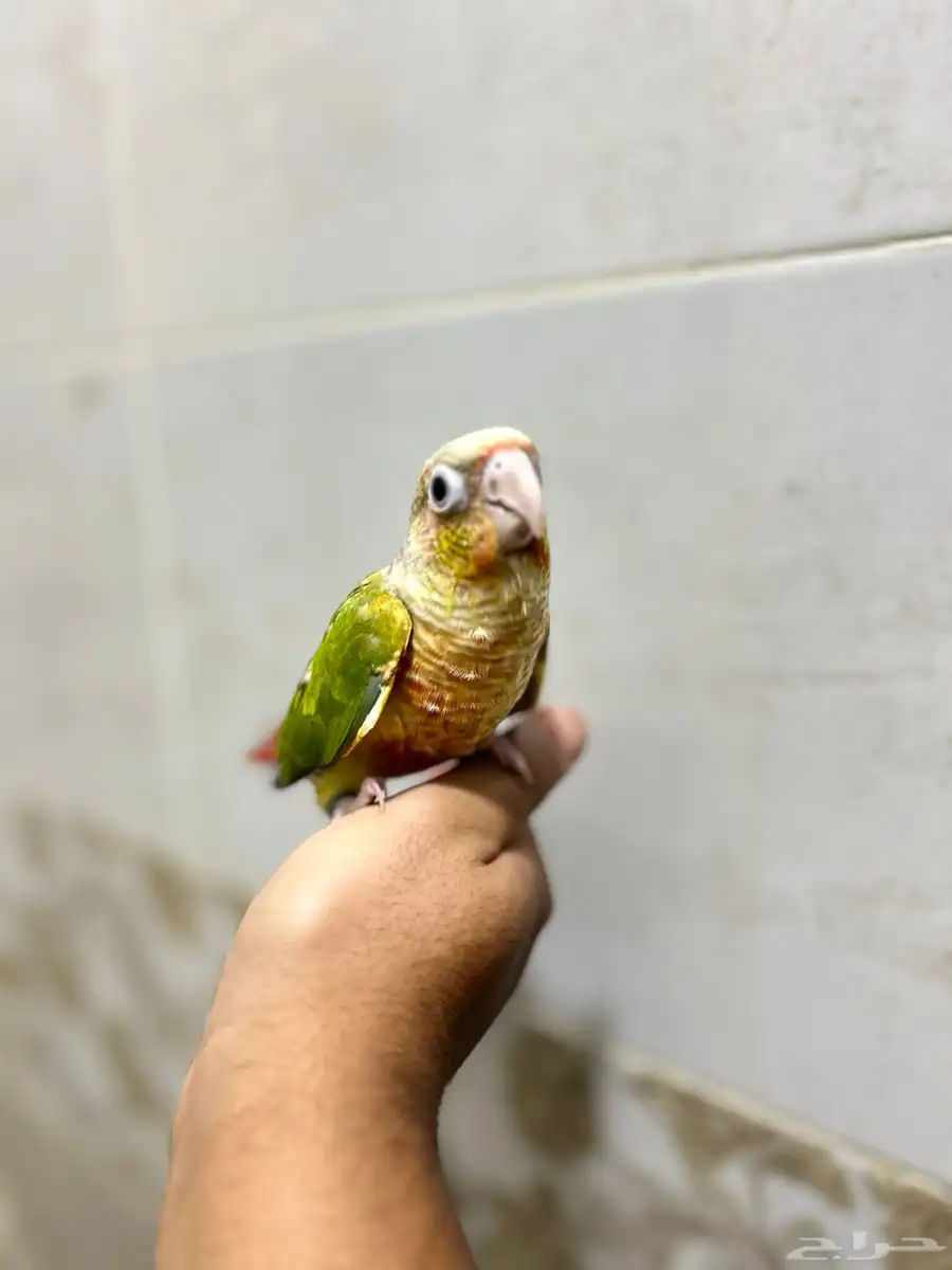 فرح كنيور أناناس 0