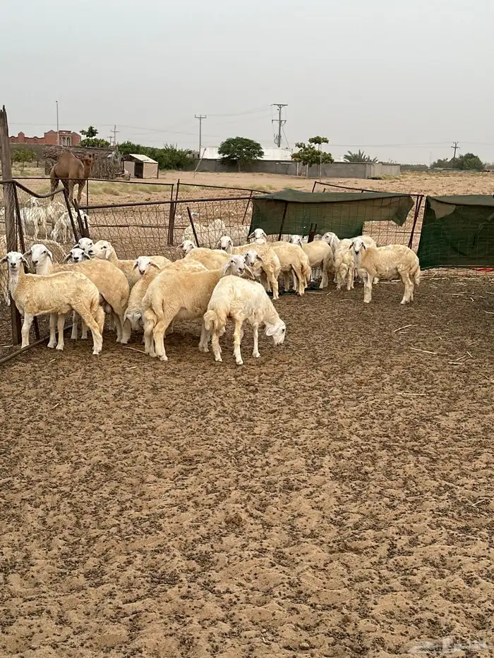 خرفان للبيع شرط 0