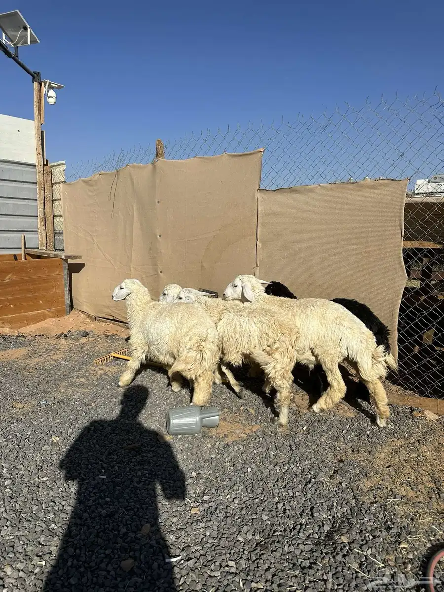 خرفان حريات 0