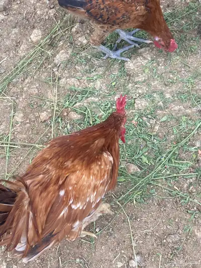 ديوك بلدي 0