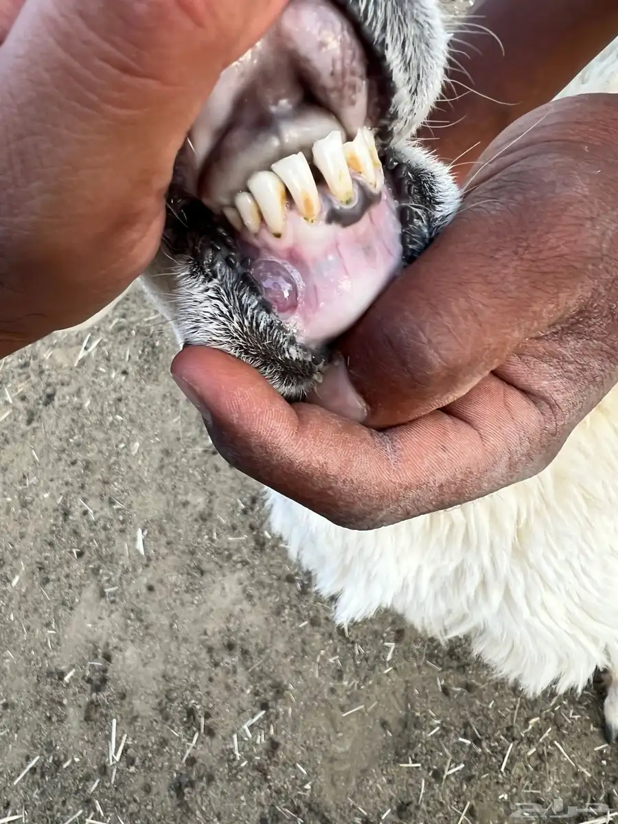 حريه جذعه خلفه 1