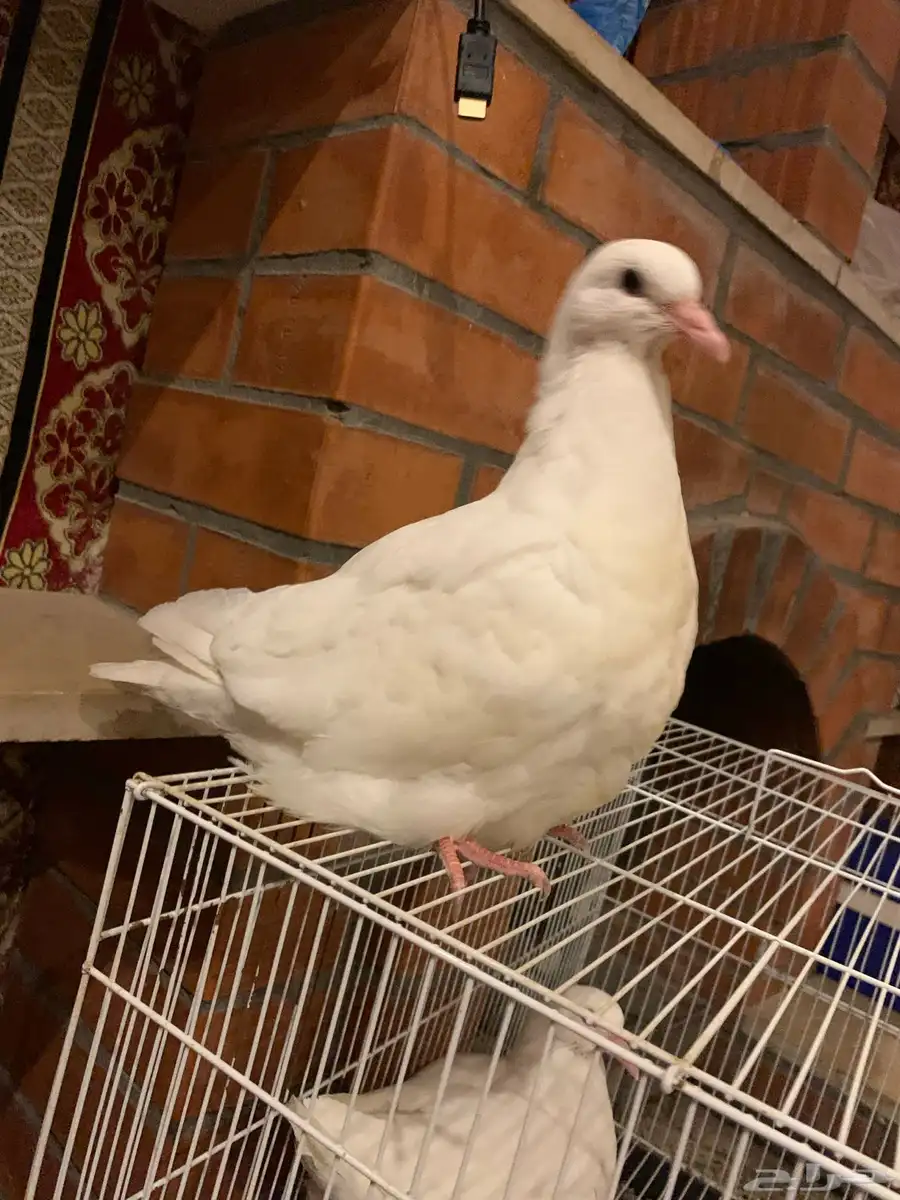 طبه فرش 23