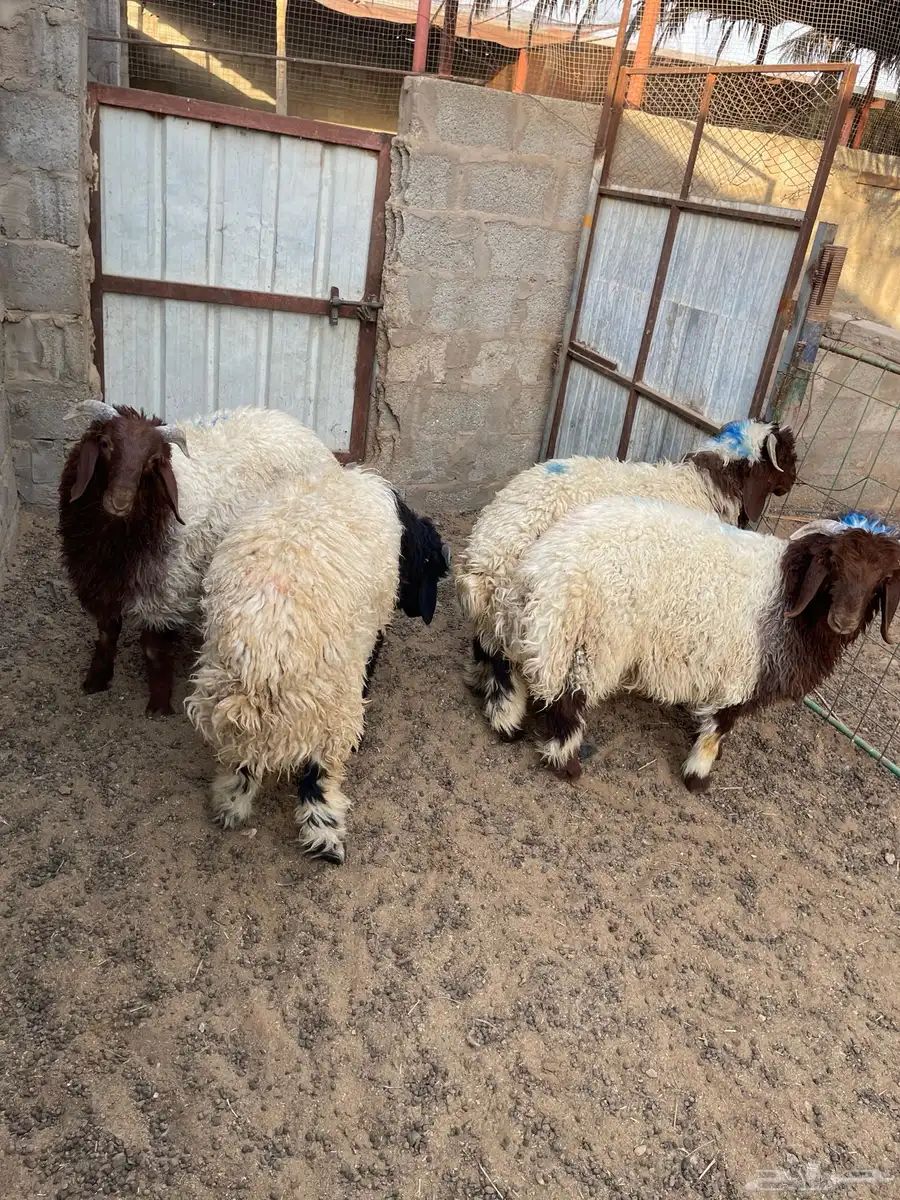 للبيع 4 طليان فاخرة 0