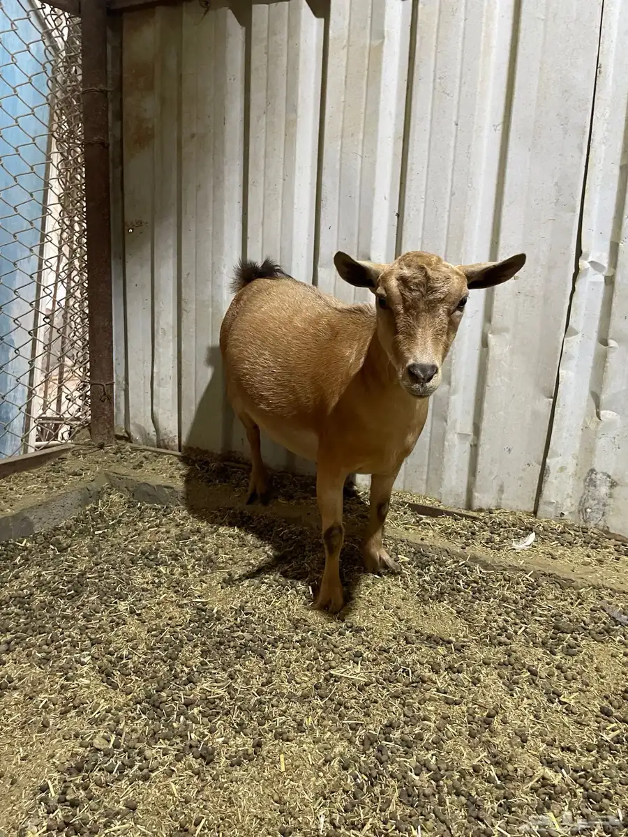 ماعز قزمي رباع 4