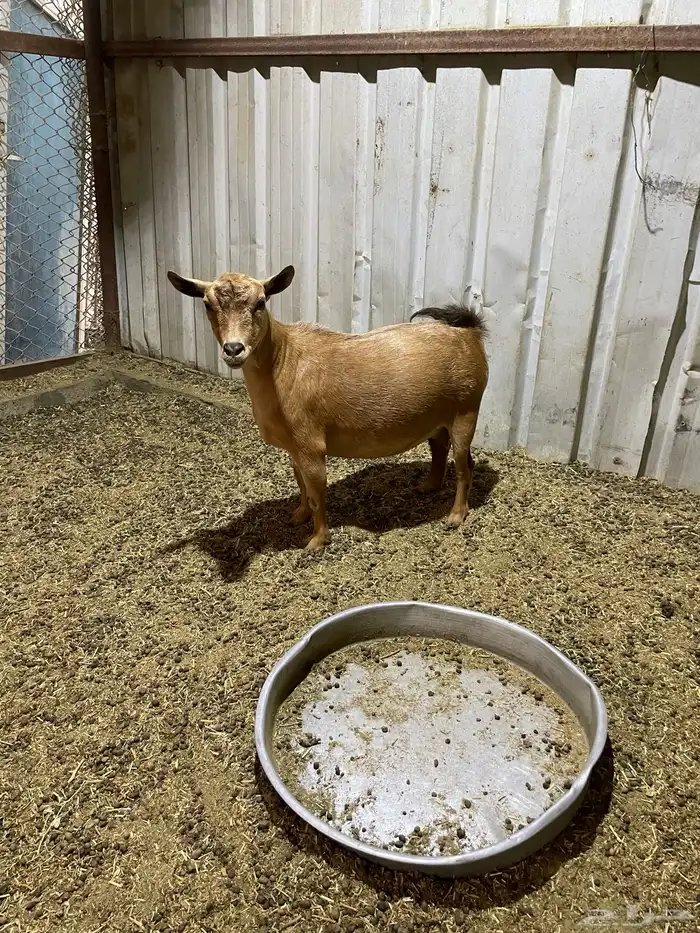 ماعز قزمي رباع 7