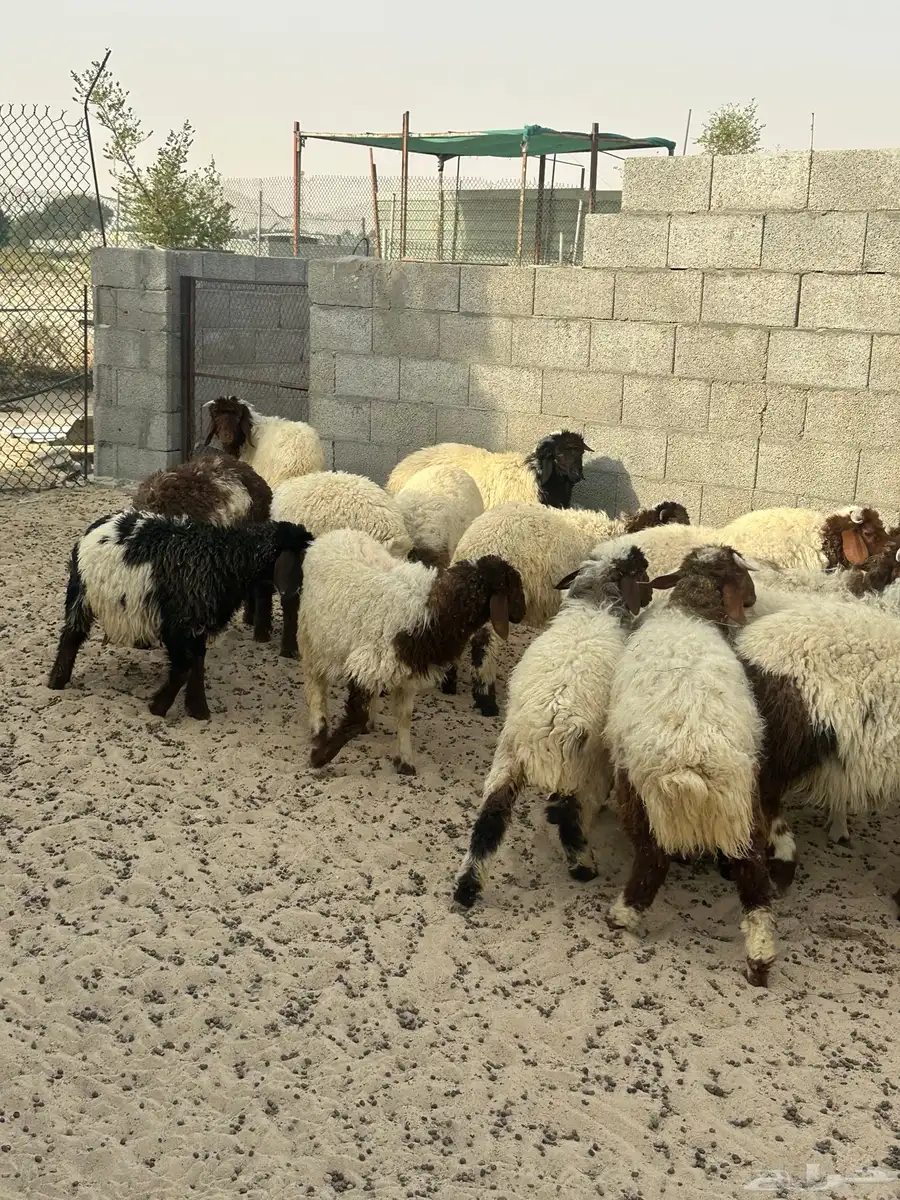 نعيمي 3