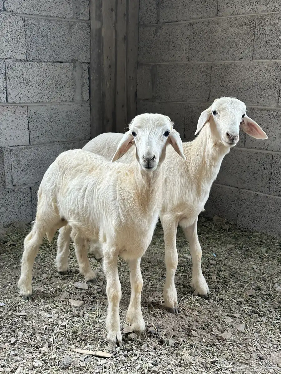 فرير 6