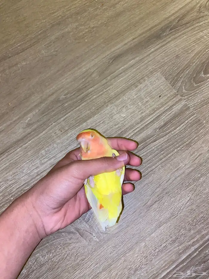 يطور روز للبيع 1