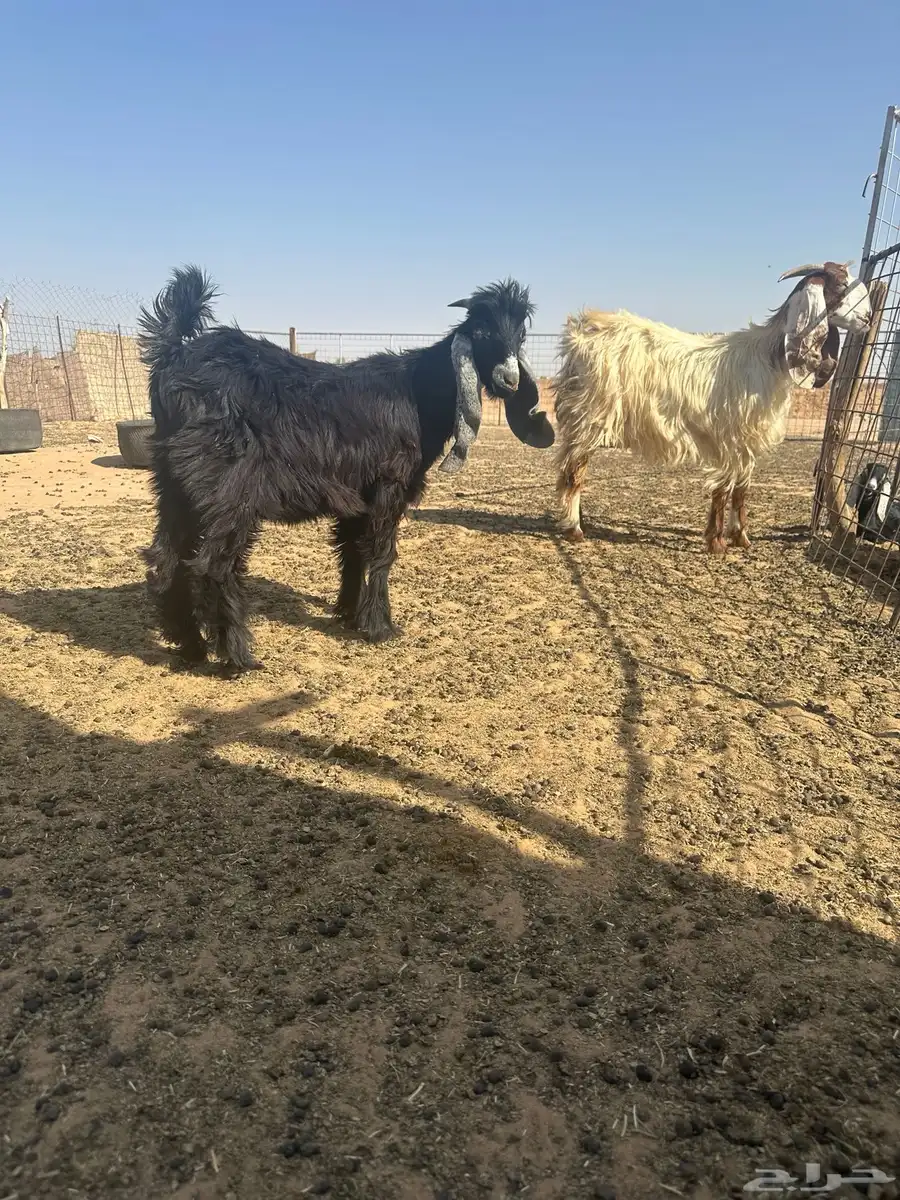 عنز مشروكه ثنيه 0