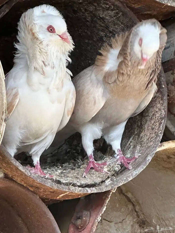 حمام بلجيكي عدد 15 جوز عشه 0