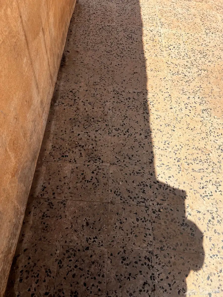 فراخ حقة سباق 2