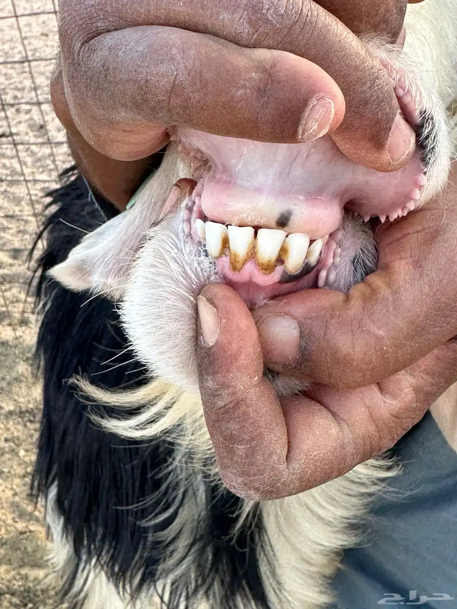 نعجه صنف طيبه ولدت قبل كذا وعاسرت بولدها بعدها ماولدت ولا 2