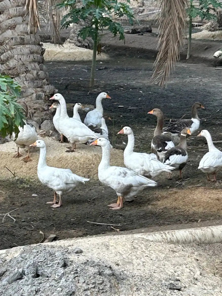 للبيع وز بلدي على السوم العدد 15 حبه 0