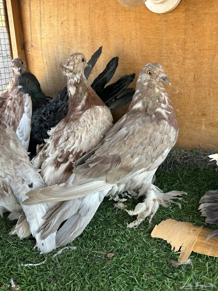 حمام زينه 2